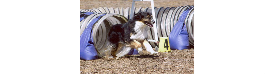 Dogstar agility hot sale